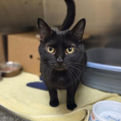 Eastland, Adoptable, Adult Female Domestic Short Hair & Domestic Short Hair.
