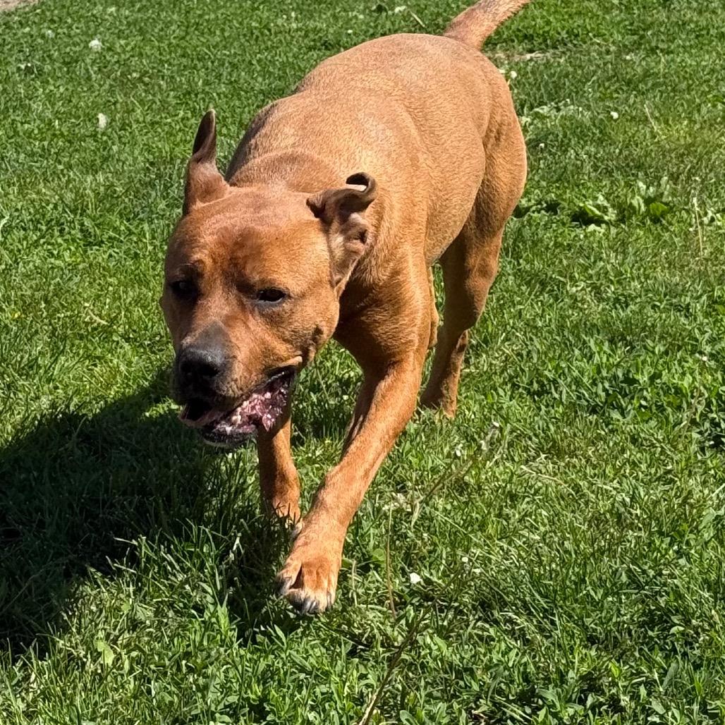 Cocoa, a Adoptable mixed breed in Chariton, IA image 1/6