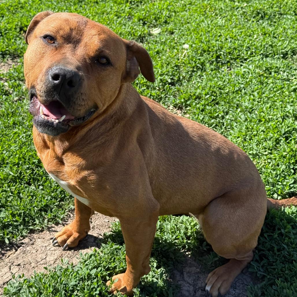 Cocoa, a Adoptable mixed breed in Chariton, IA image 2/6