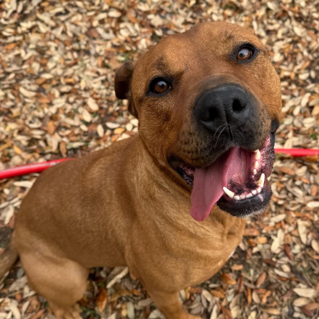 Cocoa, a Adoptable mixed breed in Chariton, IA image 3/6
