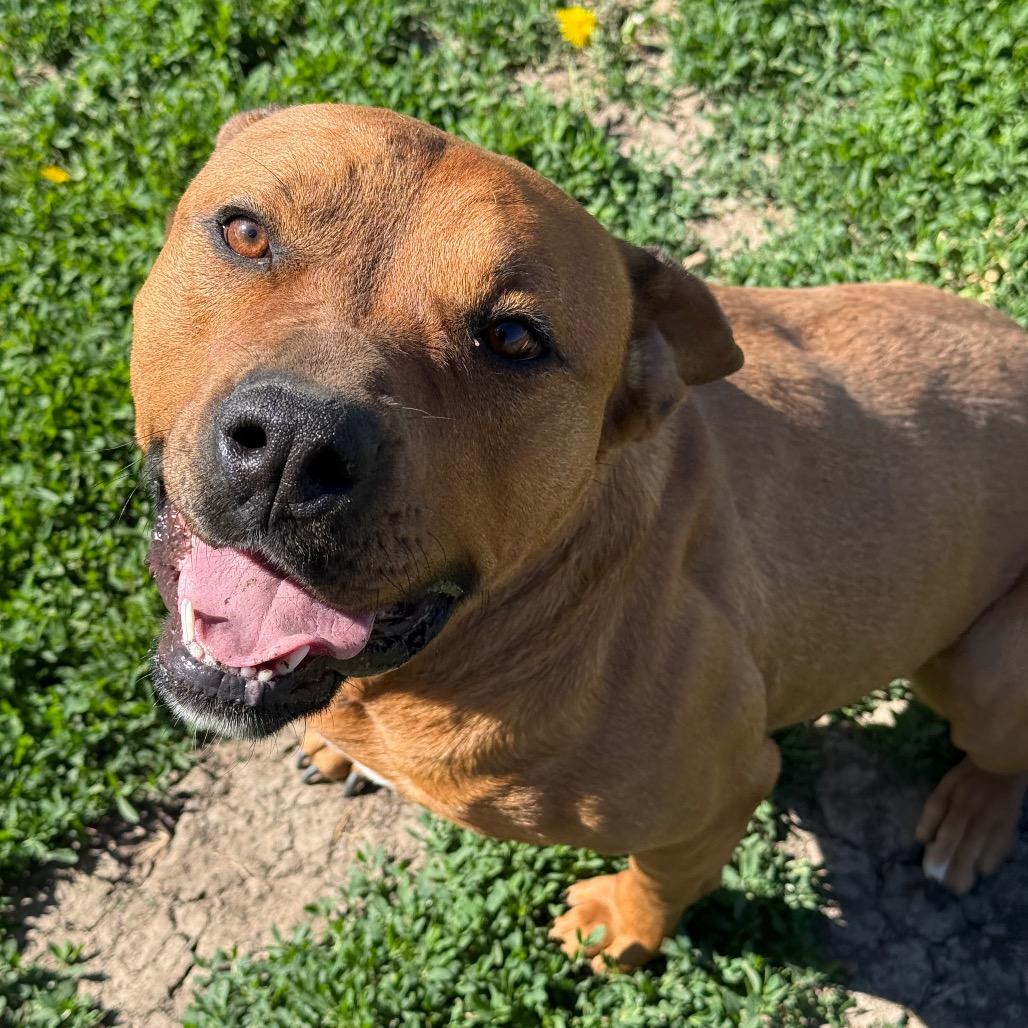 Cocoa, a Adoptable mixed breed in Chariton, IA image 4/6
