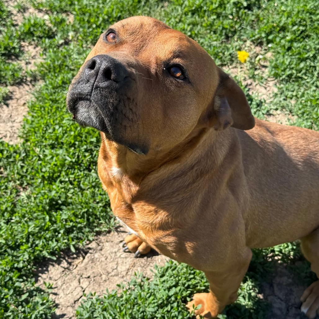 Cocoa, a Adoptable mixed breed in Chariton, IA image 5/6