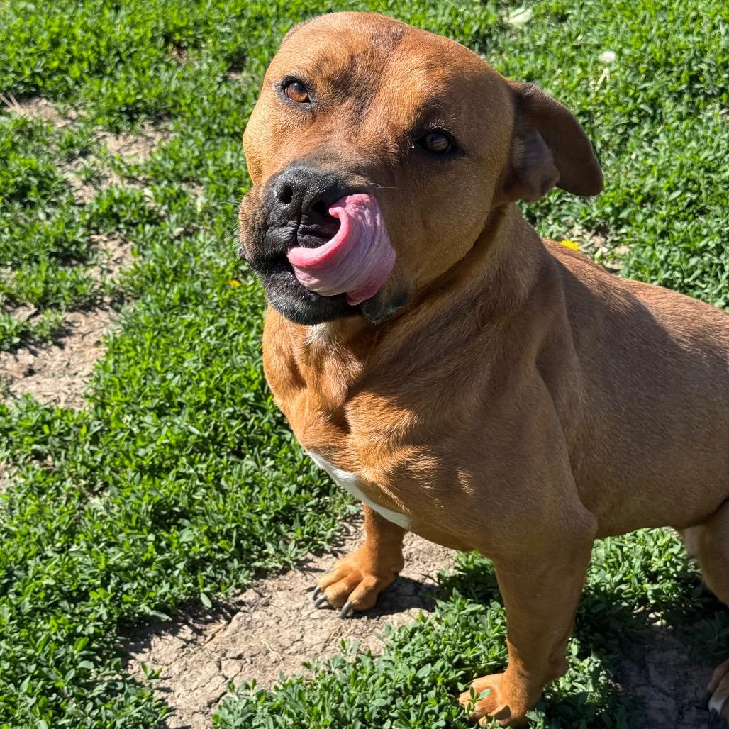 Cocoa, a Adoptable mixed breed in Chariton, IA image 6/6