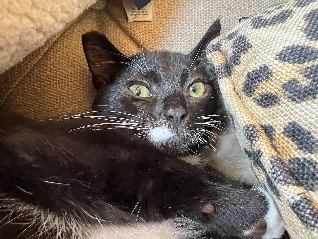 Enlarge Sweetie, a Adoptable American Shorthair in Los Angeles, CA image 1/6