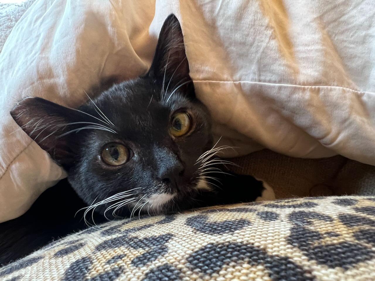 Enlarge Sweetie, a Adoptable American Shorthair in Los Angeles, CA image 2/6