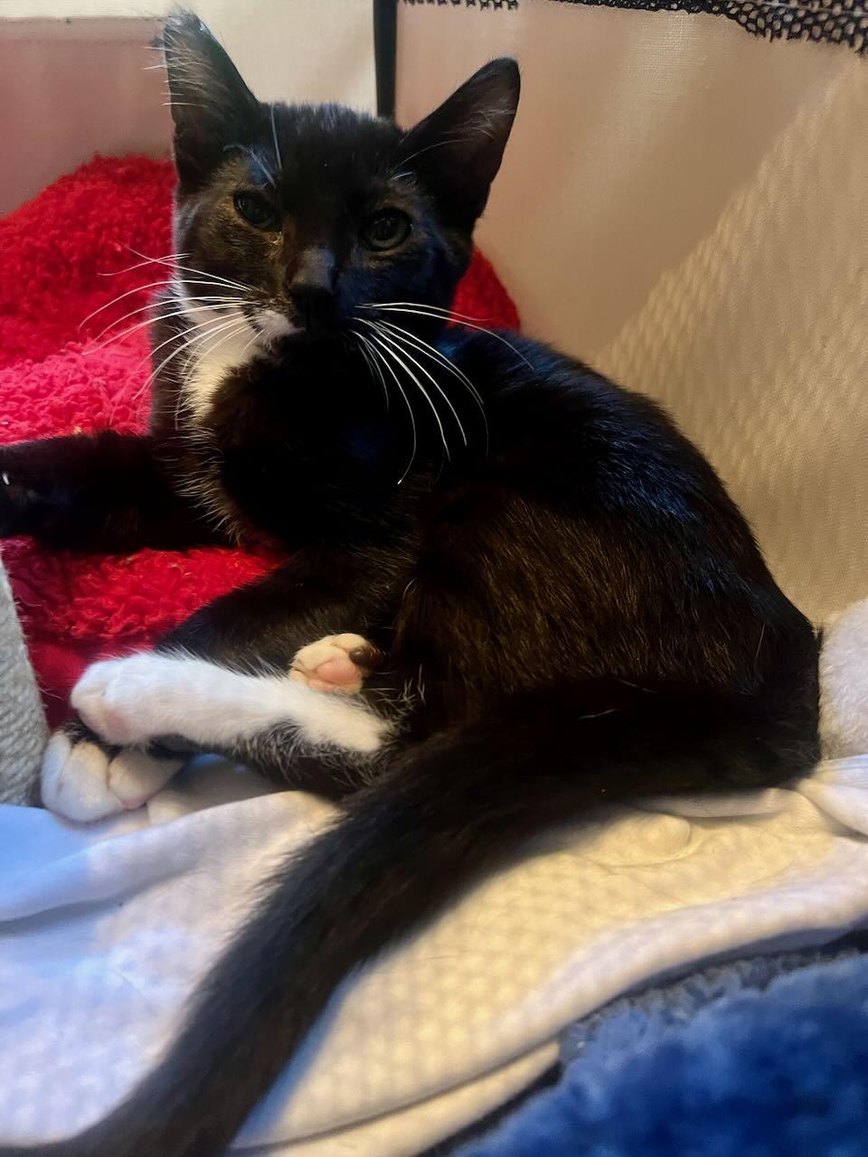 Enlarge Sweetie, a Adoptable American Shorthair in Los Angeles, CA image 5/6