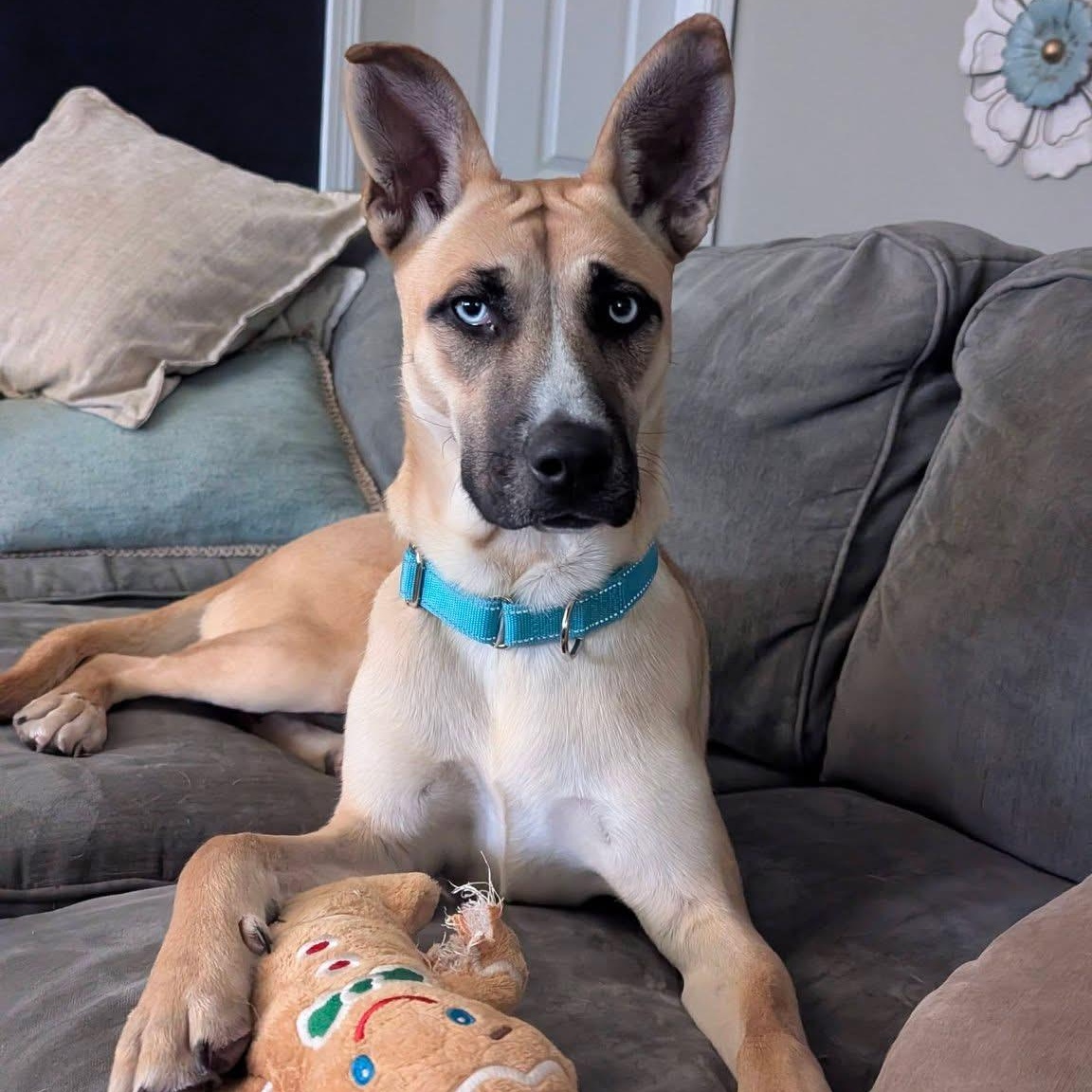 Sky Lynne, ADOPTABLE, Young Female Shepherd & Husky.