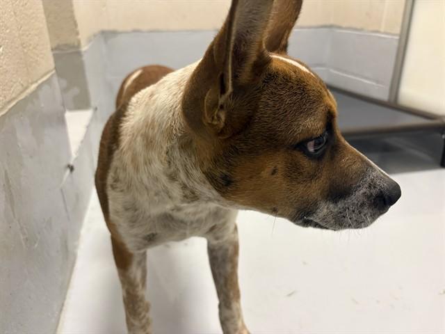 Enlarge KINSLEY, a Adoptable Mixed Breed in Augusta, GA image 1/1