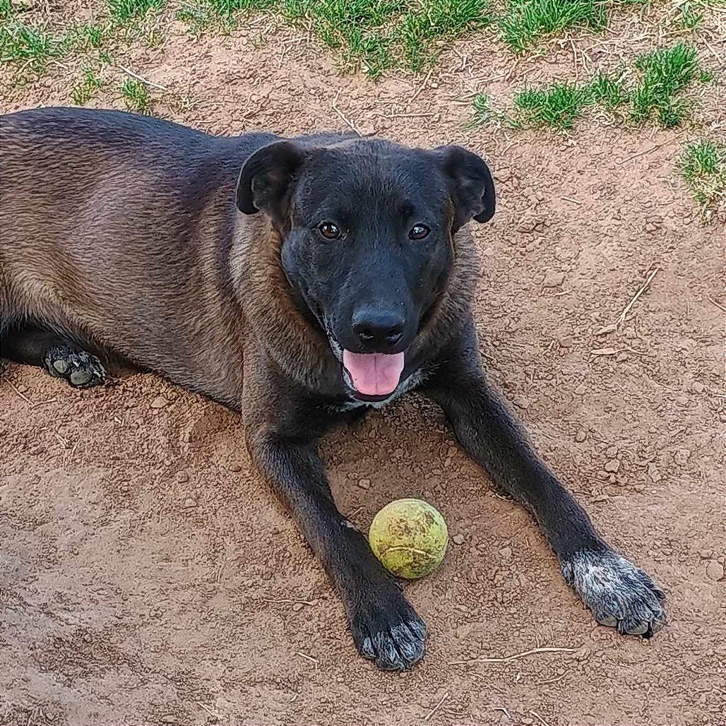 Enlarge Ratatat, a Adoptable mixed breed in Weatherford, TX image 1/3