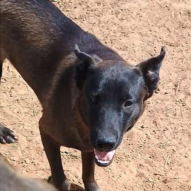 Enlarge Ratatat, a Adoptable mixed breed in Weatherford, TX image 2/3