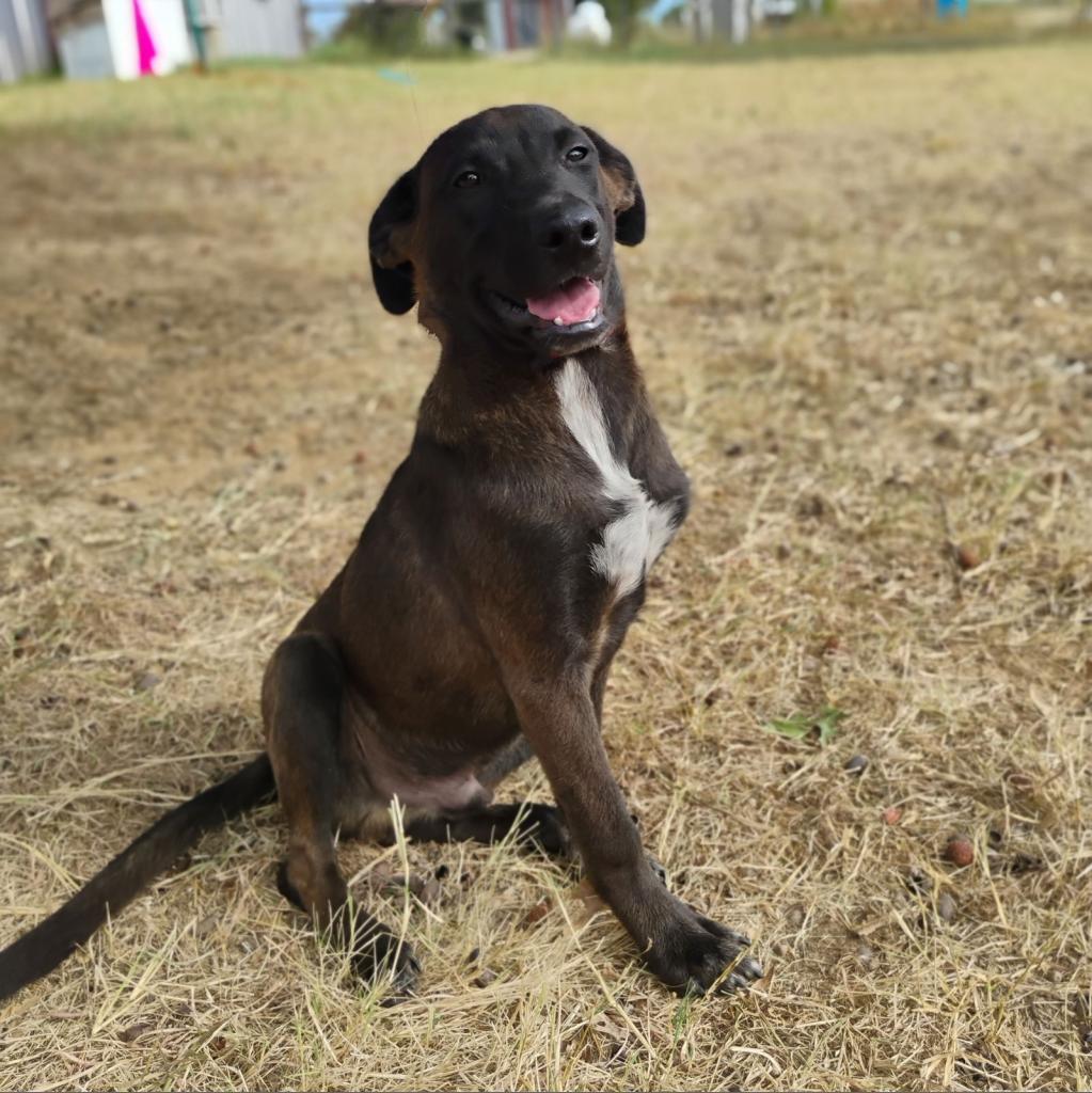 Enlarge Ratatat, a Adoptable mixed breed in Weatherford, TX image 3/3