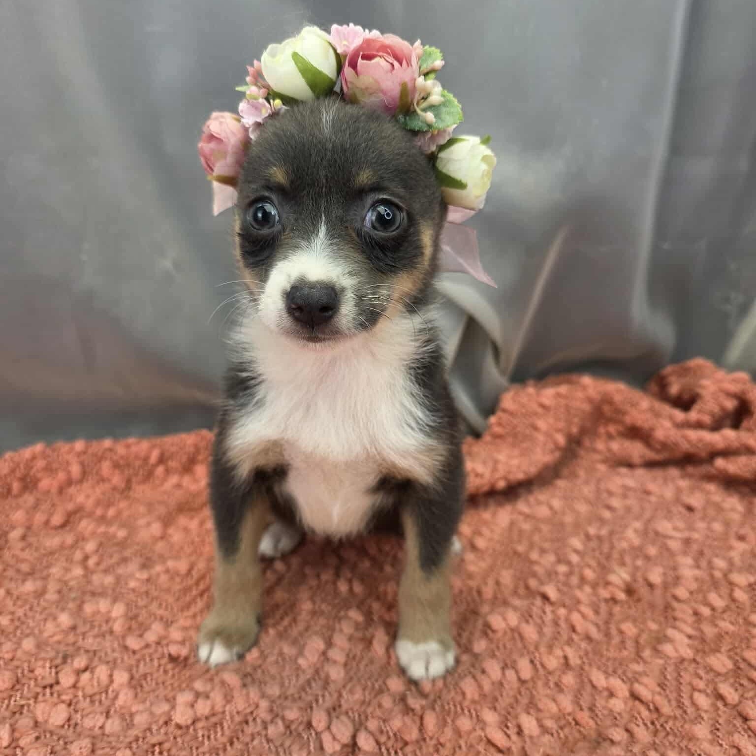 Enlarge Caroline, a Adoptable mixed breed in Temperance , MI image 3/5