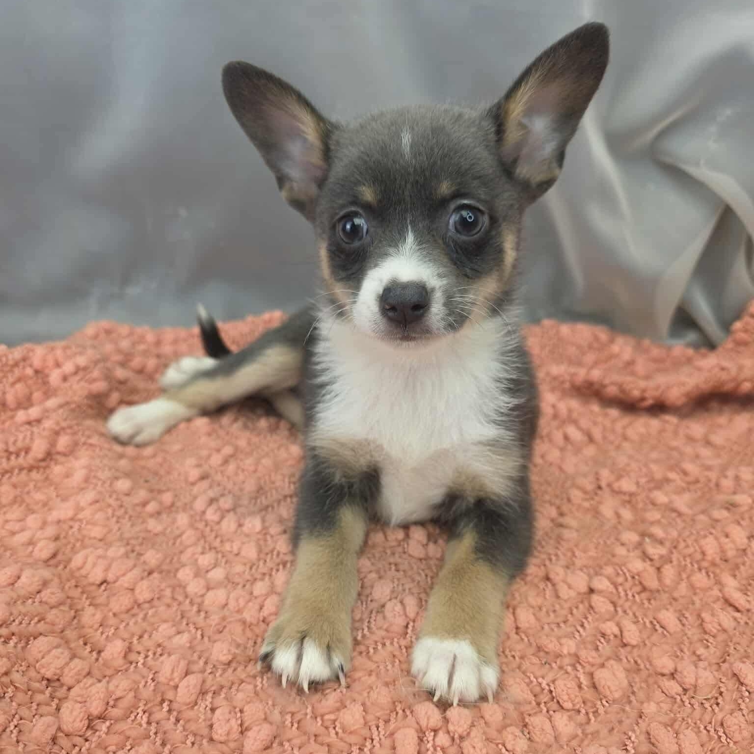 Enlarge Caroline, a Adoptable mixed breed in Temperance , MI image 2/5