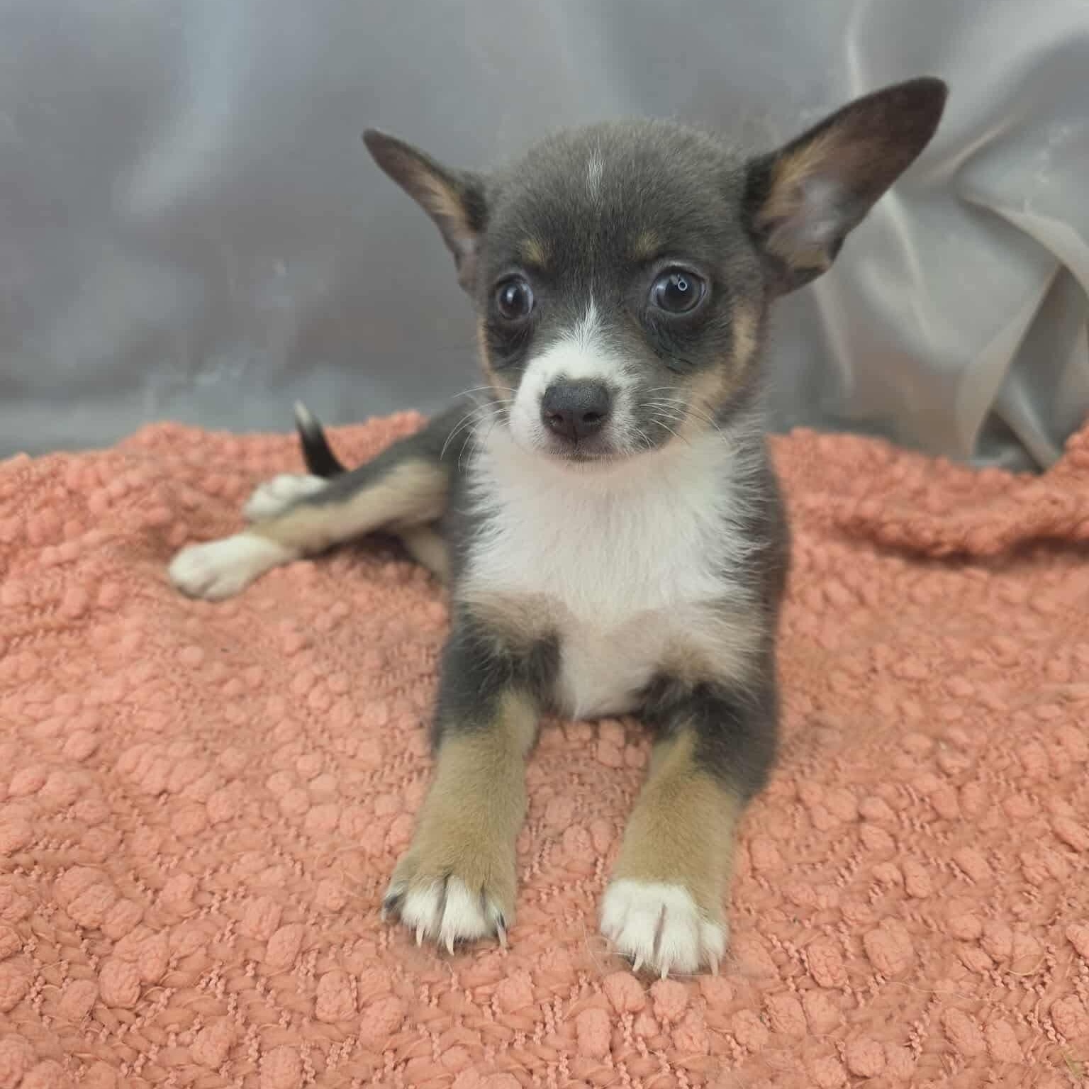 Enlarge Caroline, a Adoptable mixed breed in Temperance , MI image 4/5