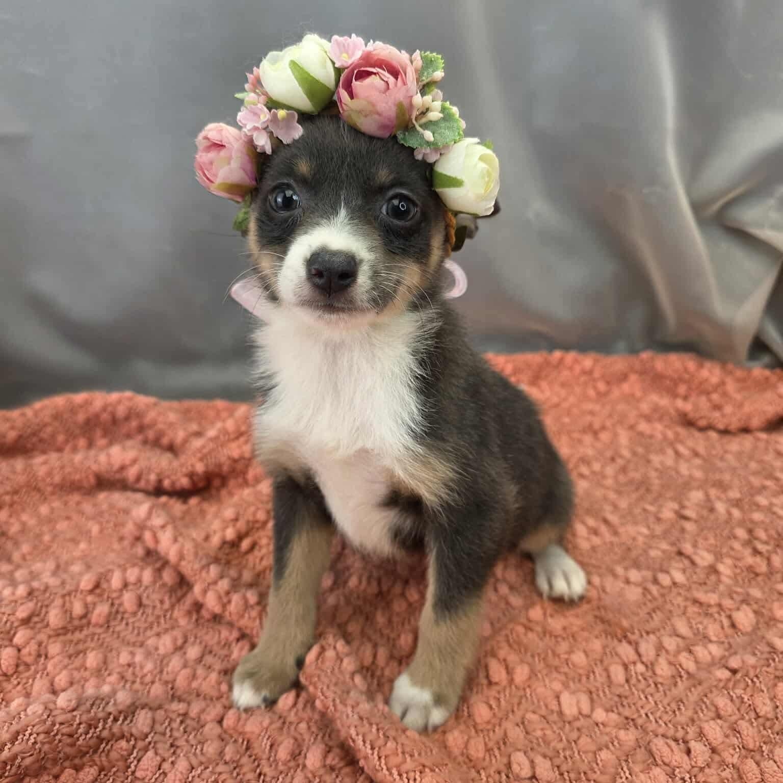 Caroline, Adoptable, Puppy Female Chihuahua & Pomeranian.