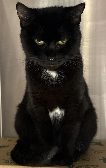 Grizabella, Adoptable, Adult Female Domestic Short Hair & Domestic Short Hair.