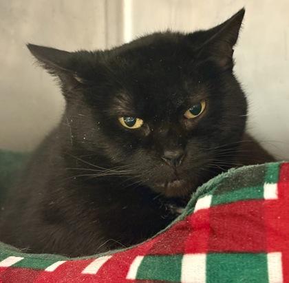 Enlarge Grizabella, a Adoptable Domestic Short Hair in West Chester, PA image 2/2