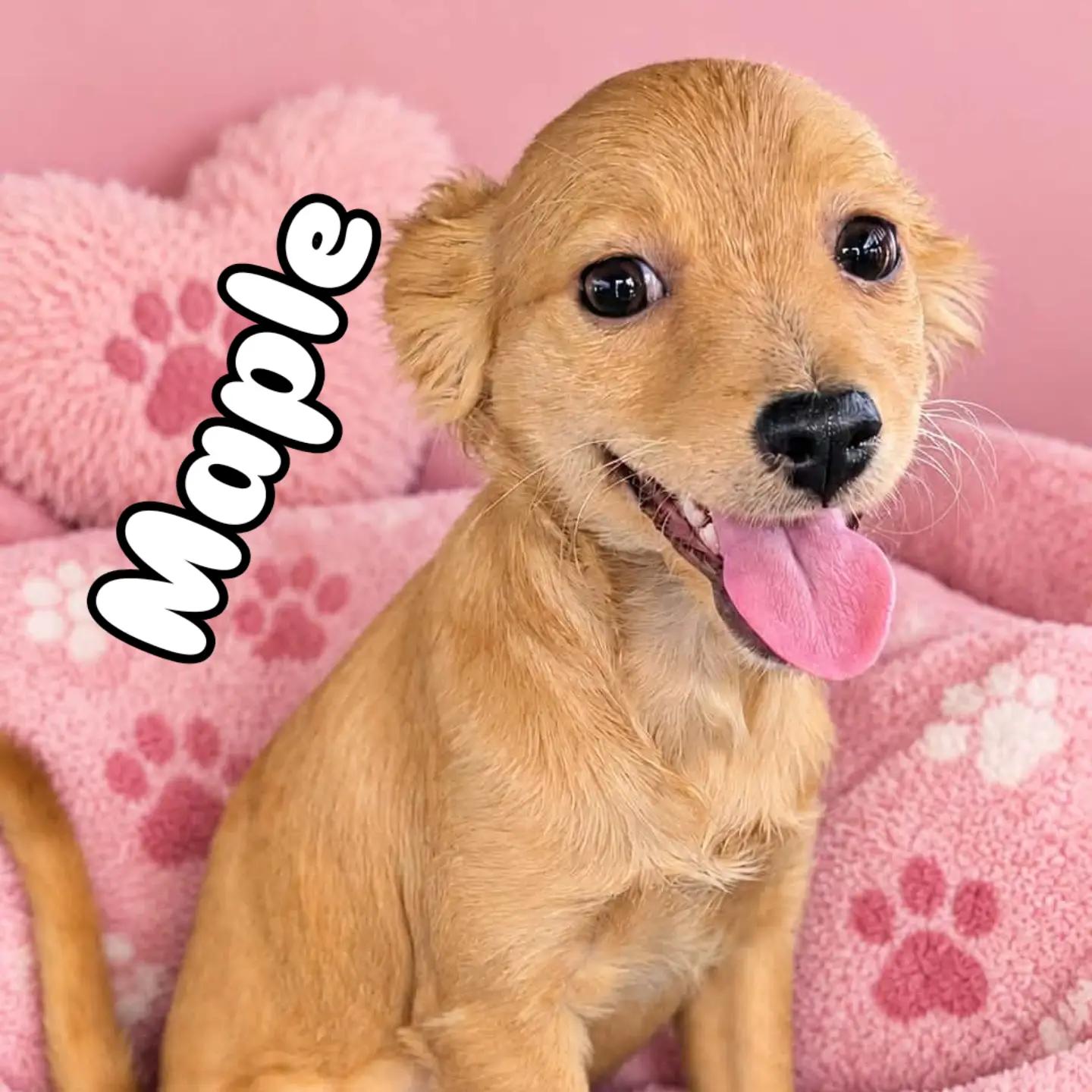 Maple, Adopted, Puppy Female Poodle & Chihuahua.