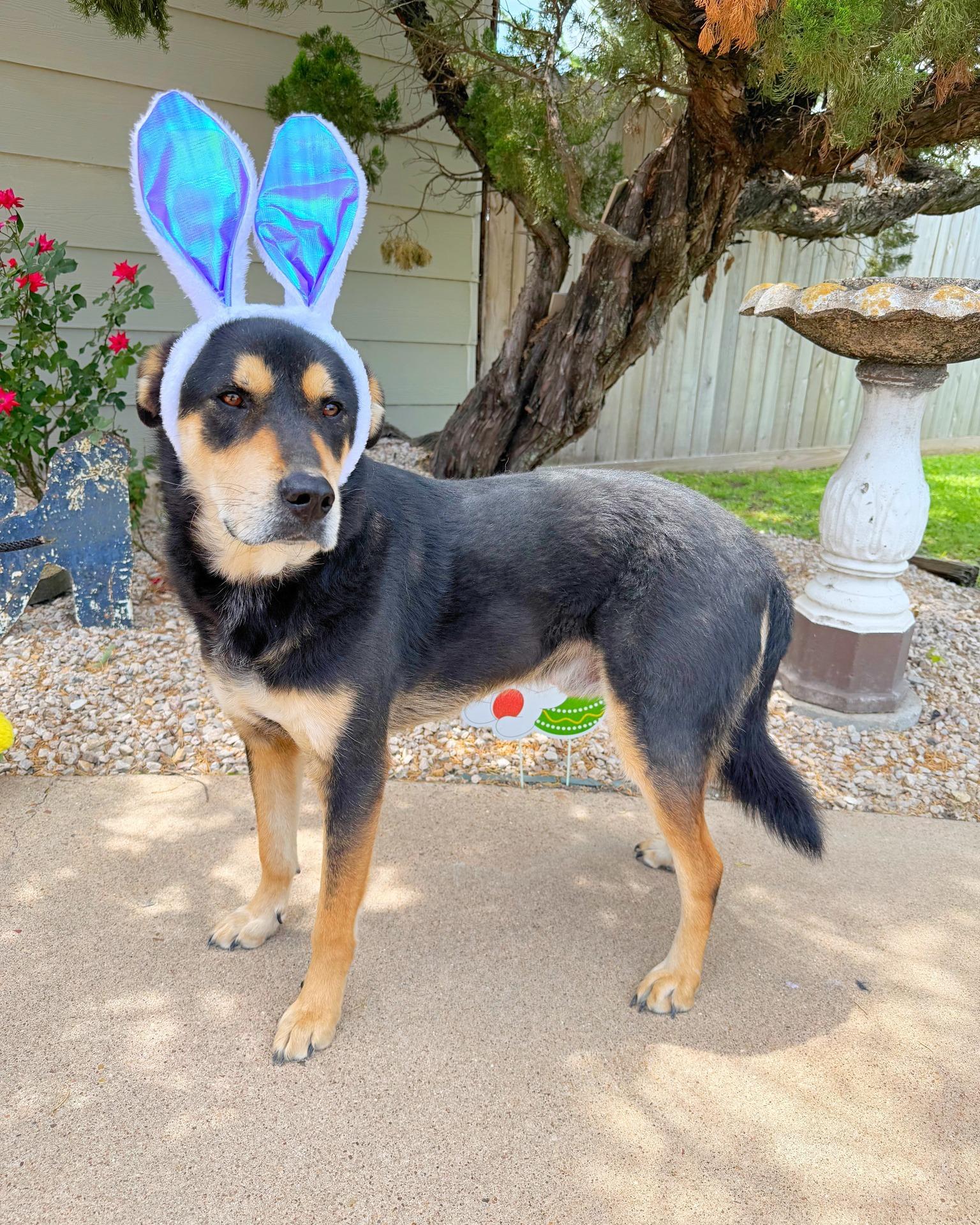 Finn, a Adopted mixed breed in Houston, TX image 1/3