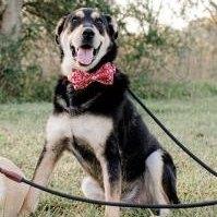 Finn, a Adopted mixed breed in Houston, TX image 2/3