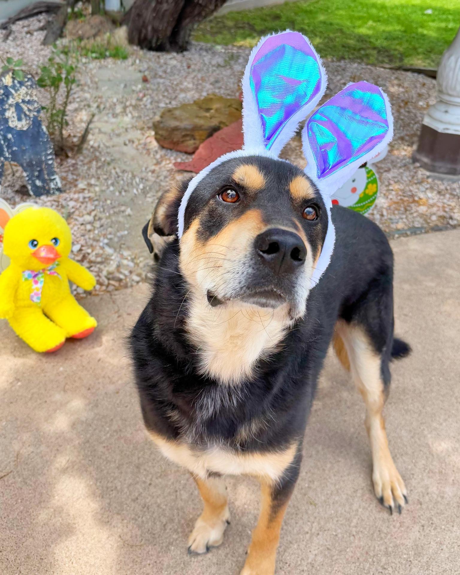 Finn, a Adopted mixed breed in Houston, TX image 3/3