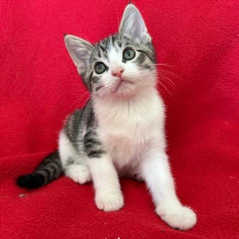 Tomasso, Adoptable, Young Male Domestic Short Hair.