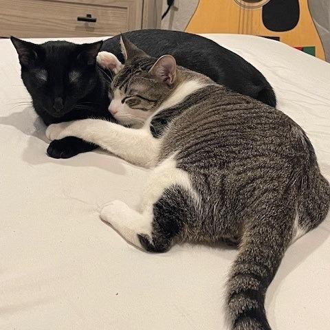 Enlarge Tomasso, a Adoptable Domestic Short Hair in Brea, CA image 2/4