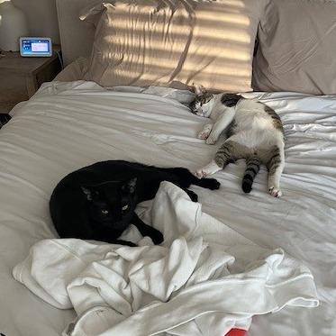 Enlarge Tomasso, a Adoptable Domestic Short Hair in Brea, CA image 3/4