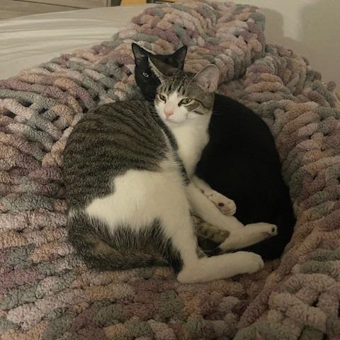 Enlarge Tomasso, a Adoptable Domestic Short Hair in Brea, CA image 4/4