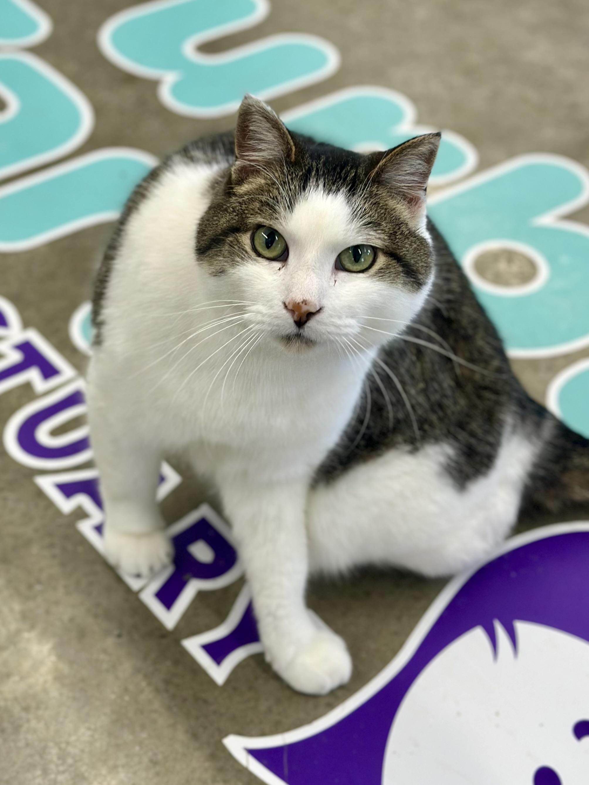 Dumbledore , a ADOPTABLE Domestic Short Hair in Faribault, MN image 5/5