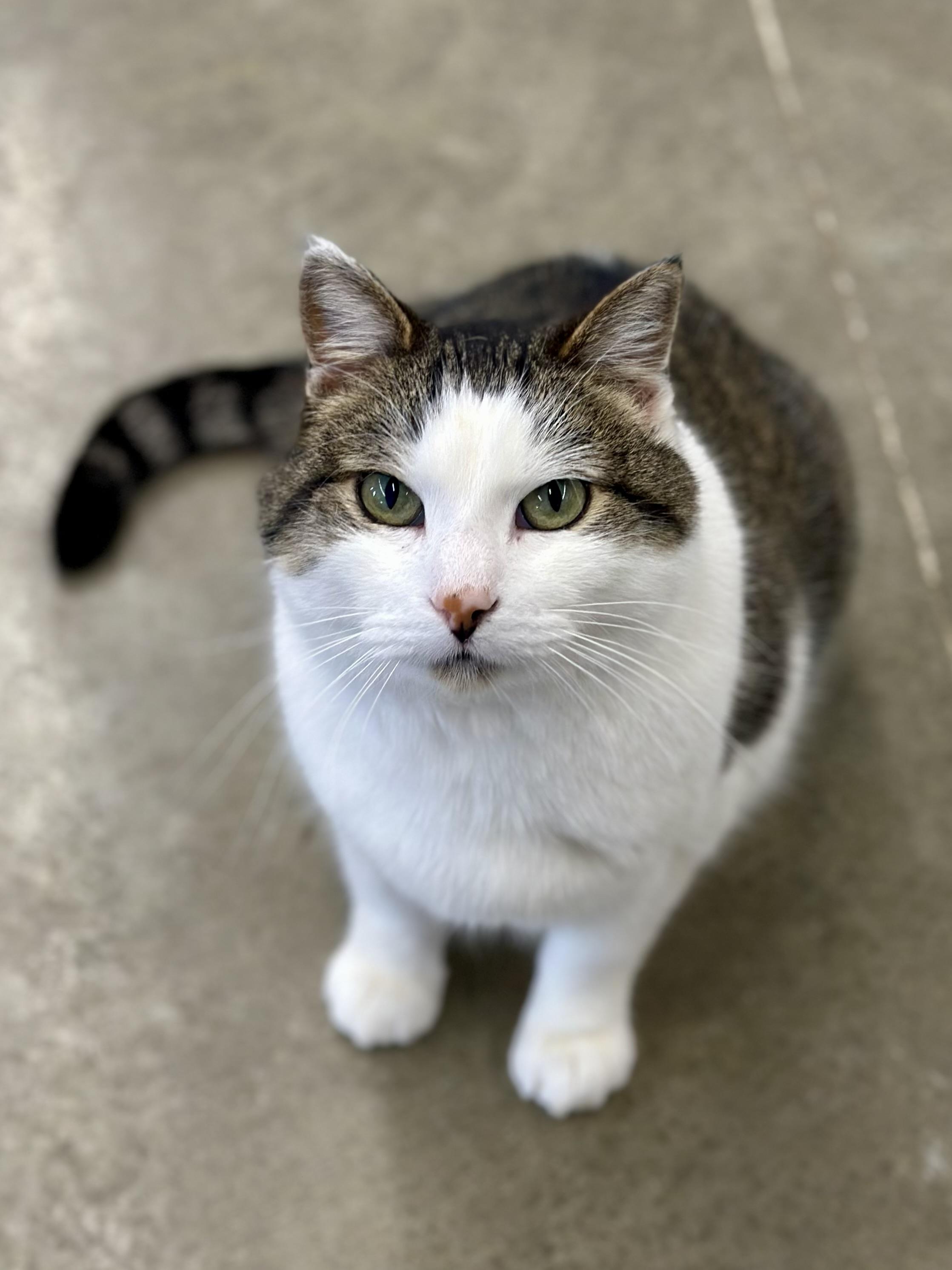 Dumbledore , a ADOPTABLE Domestic Short Hair in Faribault, MN image 2/5