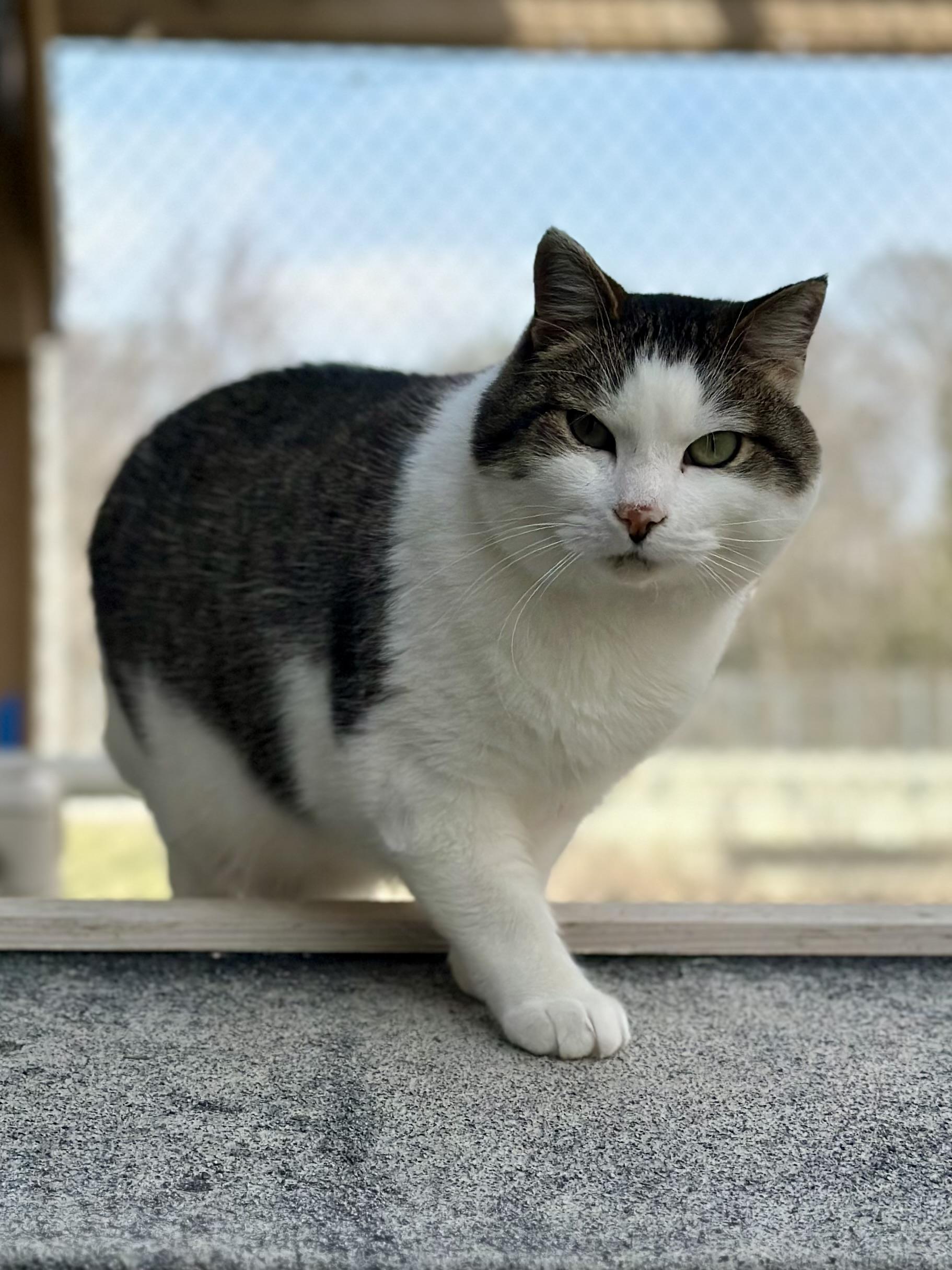 Dumbledore , a ADOPTABLE Domestic Short Hair in Faribault, MN image 4/5