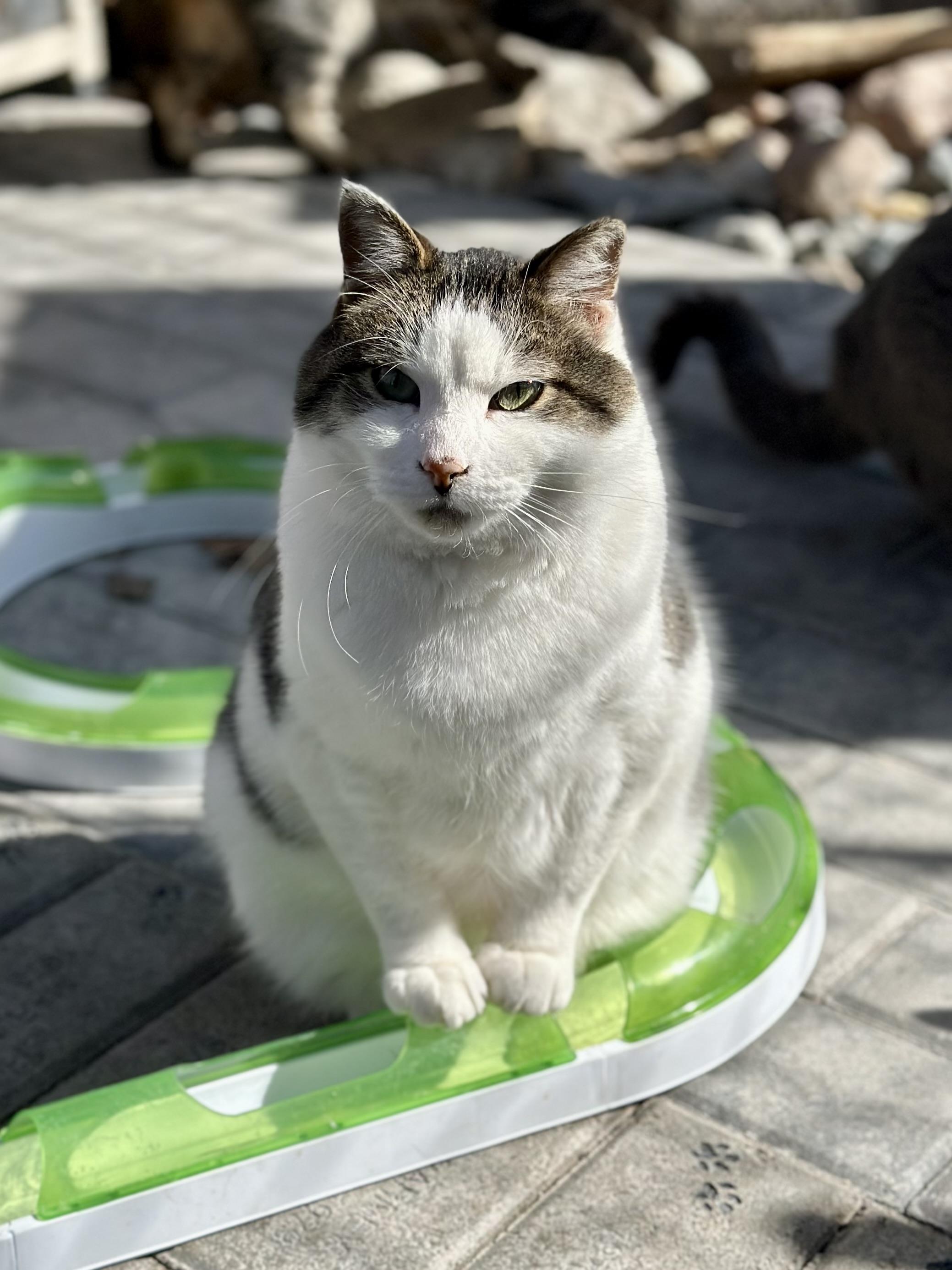 Dumbledore , a ADOPTABLE Domestic Short Hair in Faribault, MN image 1/5