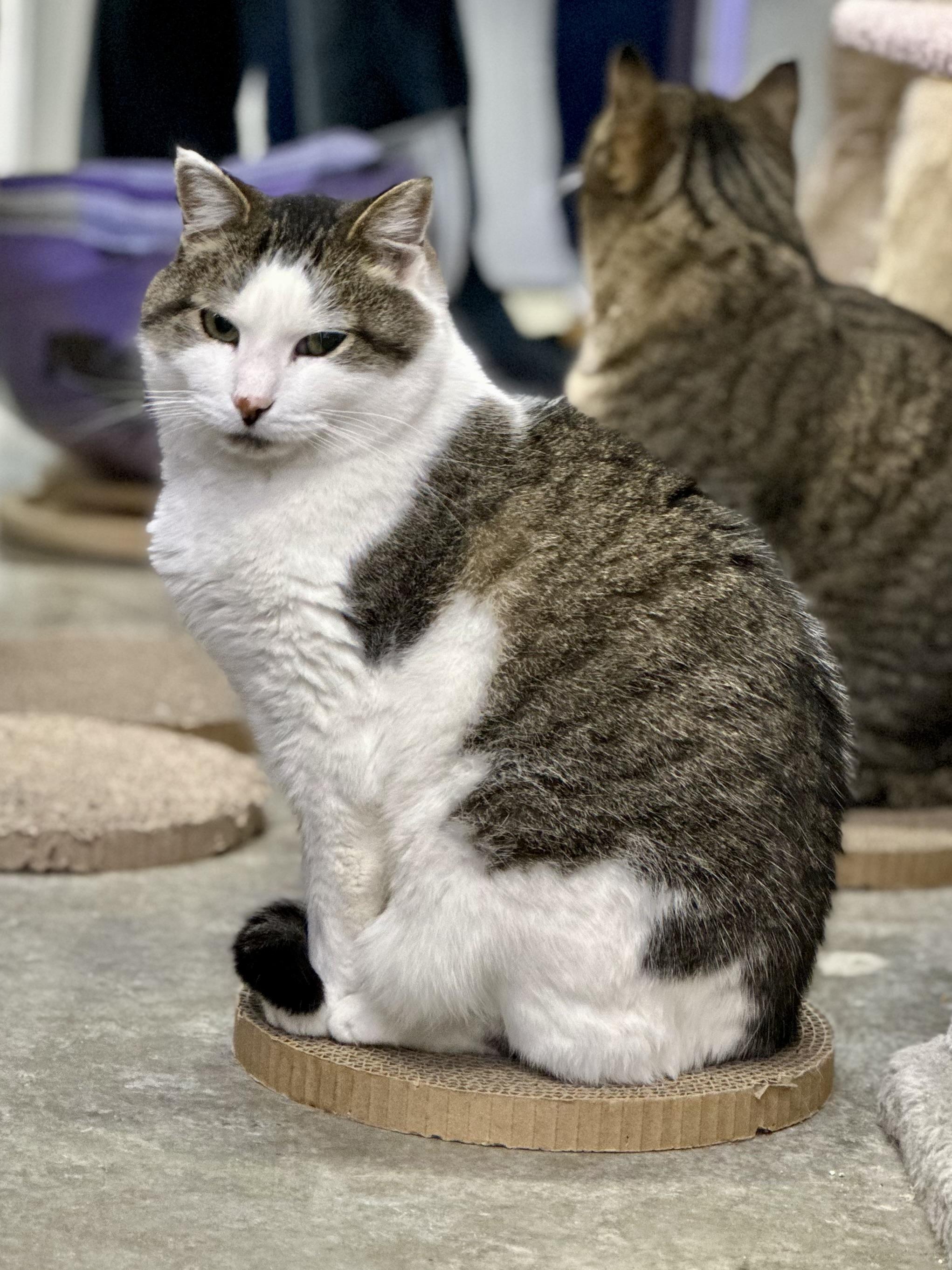 Dumbledore , a ADOPTABLE Domestic Short Hair in Faribault, MN image 3/5