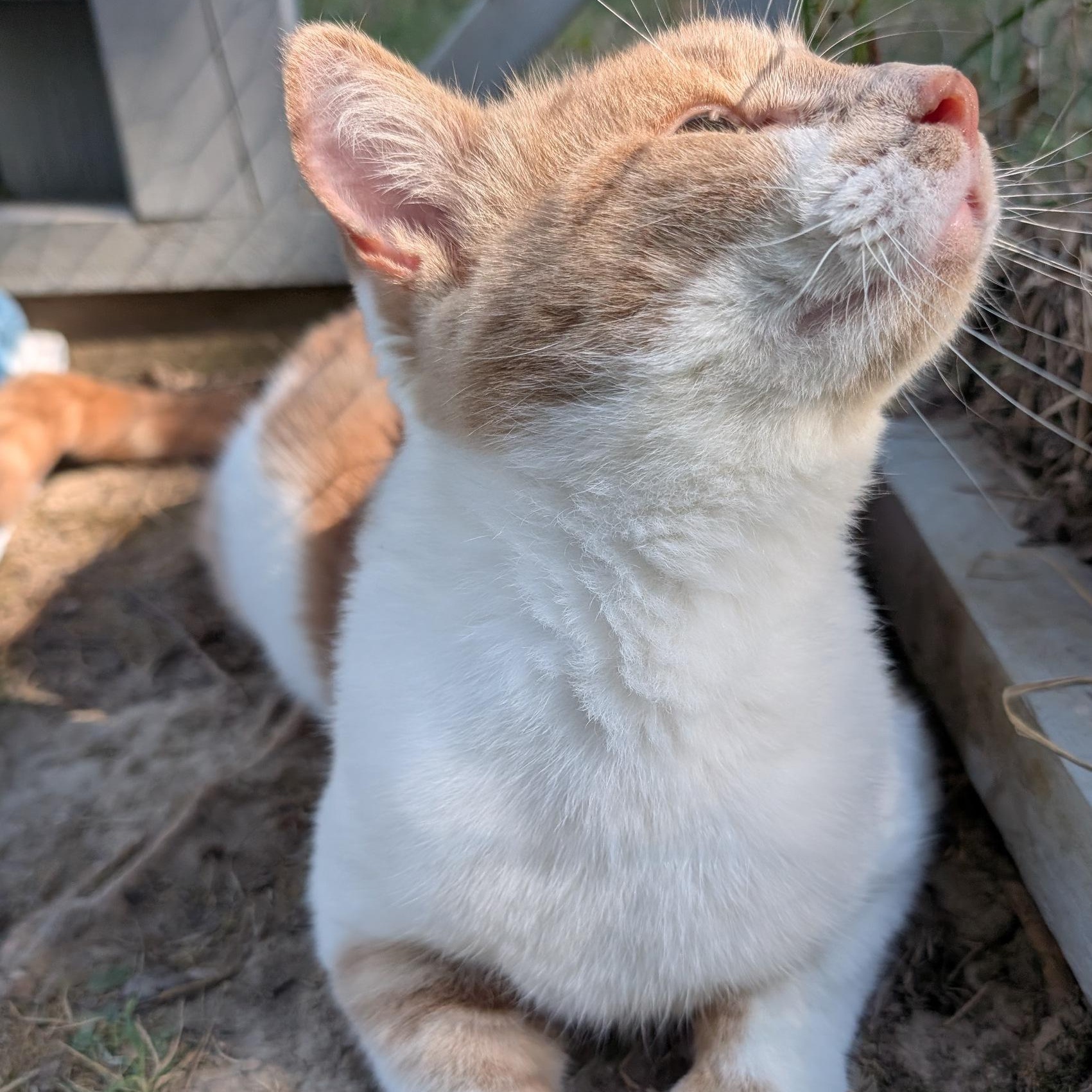 BABBA, a Adoptable Domestic Short Hair in Fairview Heights, IL image 4/6