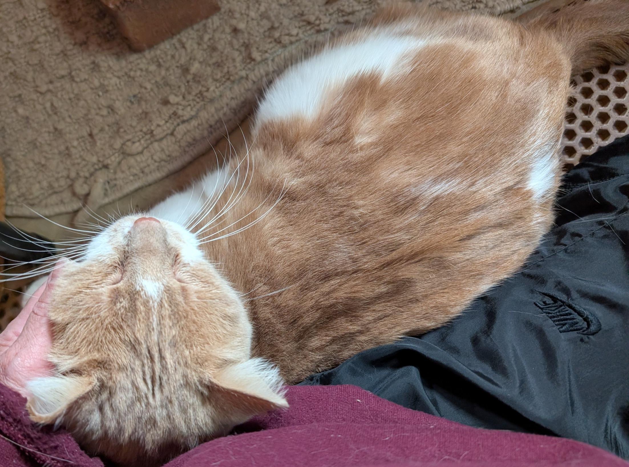 BABBA, a Adoptable Domestic Short Hair in Fairview Heights, IL image 3/6