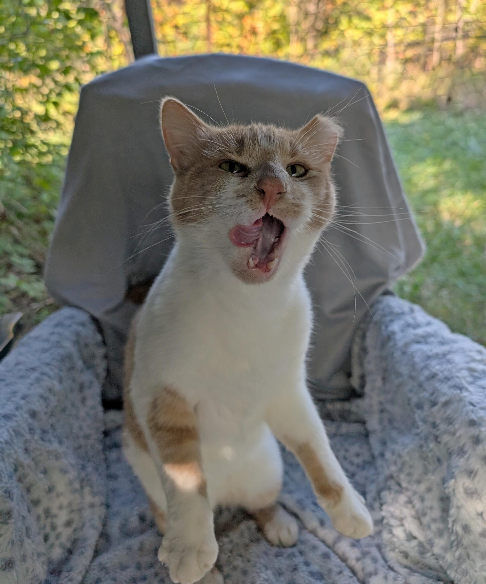 BABBA, a Adoptable Domestic Short Hair in Fairview Heights, IL image 6/6