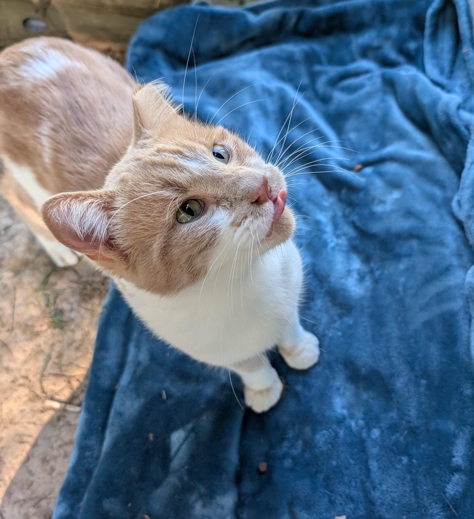 BABBA, Adoptable, Young Male Domestic Short Hair.
