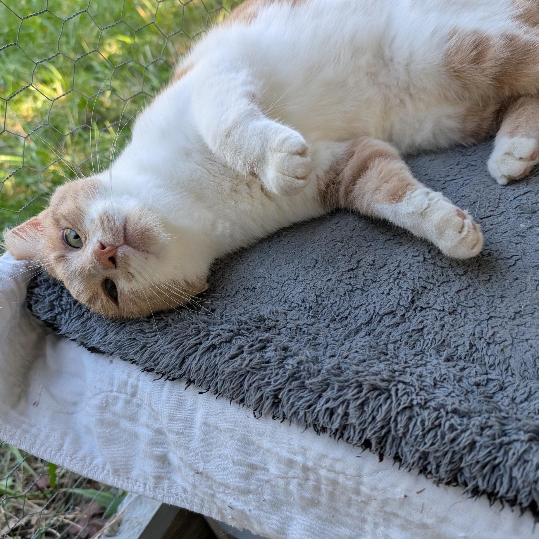 BABBA, a Adoptable Domestic Short Hair in Fairview Heights, IL image 5/6