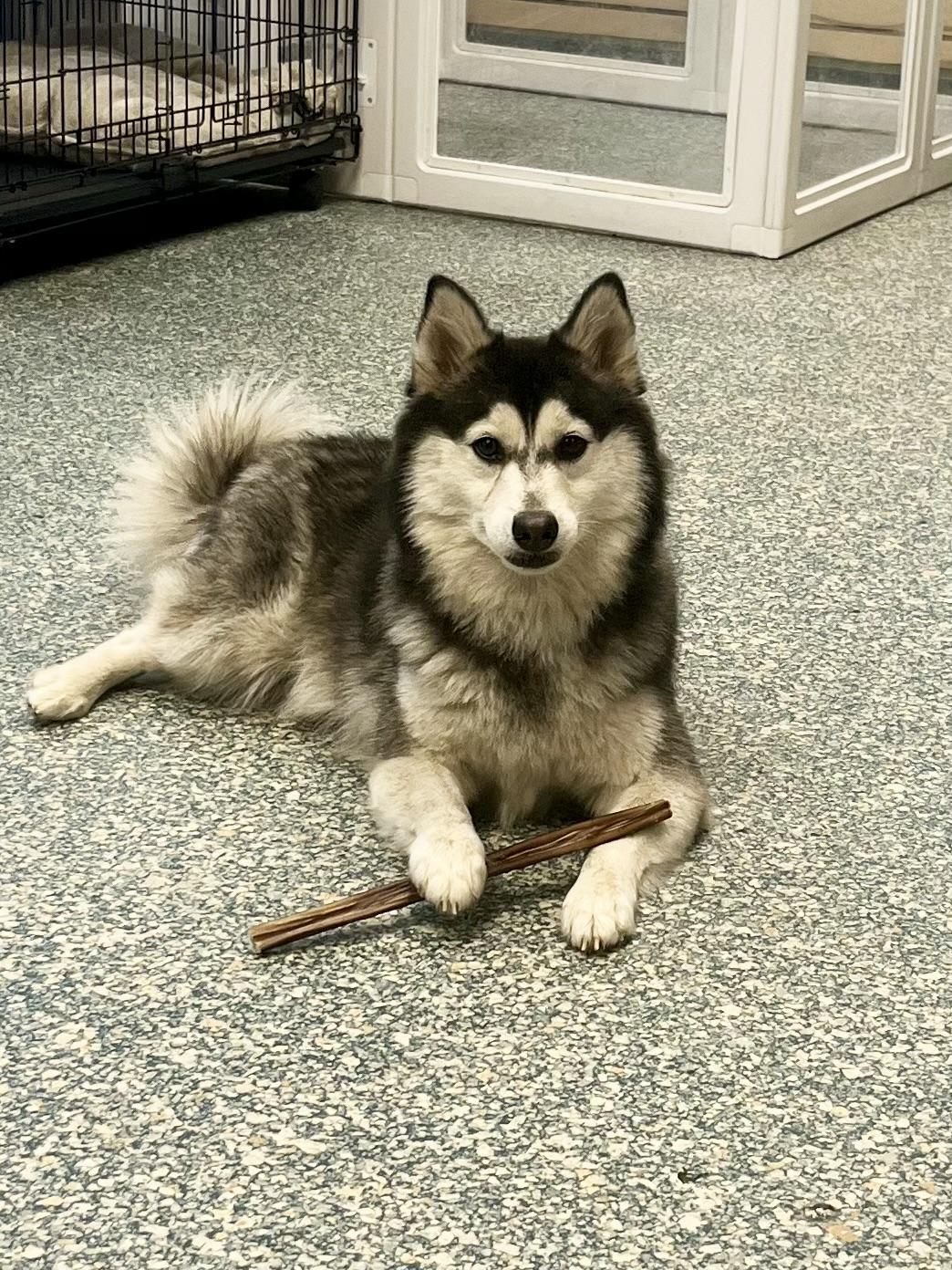 Kira, Adopted, Adult Female Siberian Husky & Pomeranian.