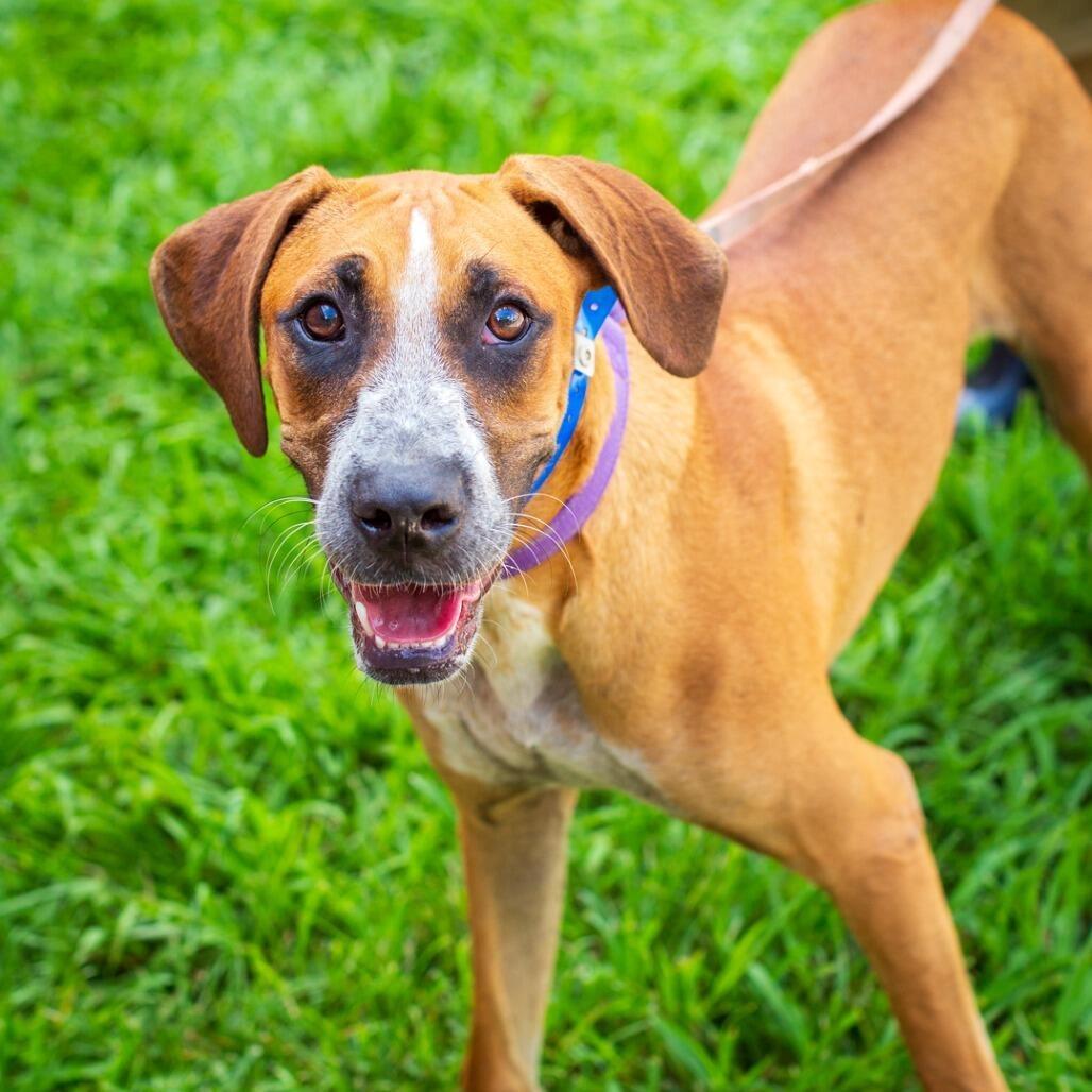 John Boy, Adoptable, Young Male Boxer & Mixed Breed.
