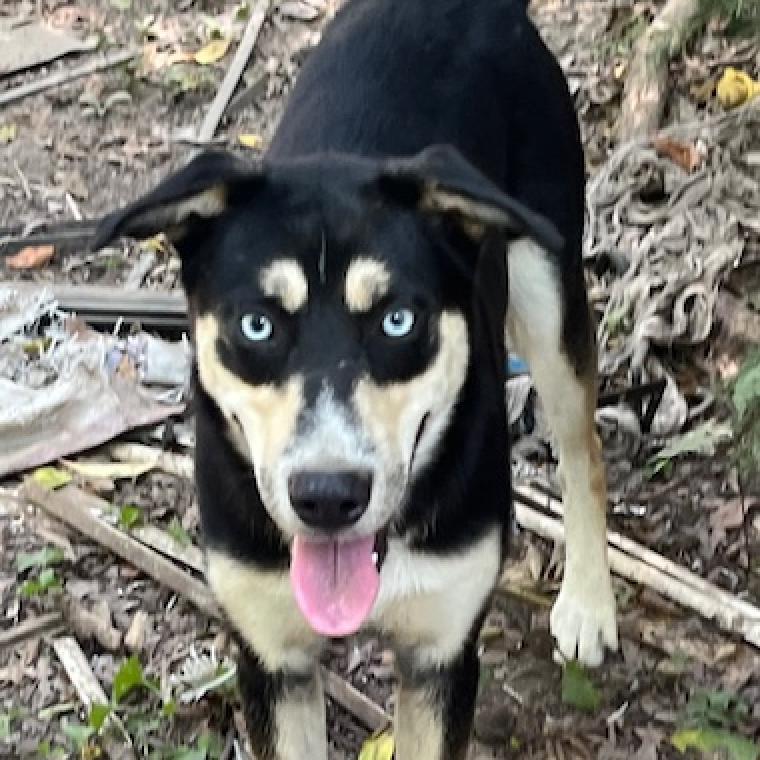 Enlarge Groucho, a Adoptable mixed breed in Rainbow City, AL image 1/4