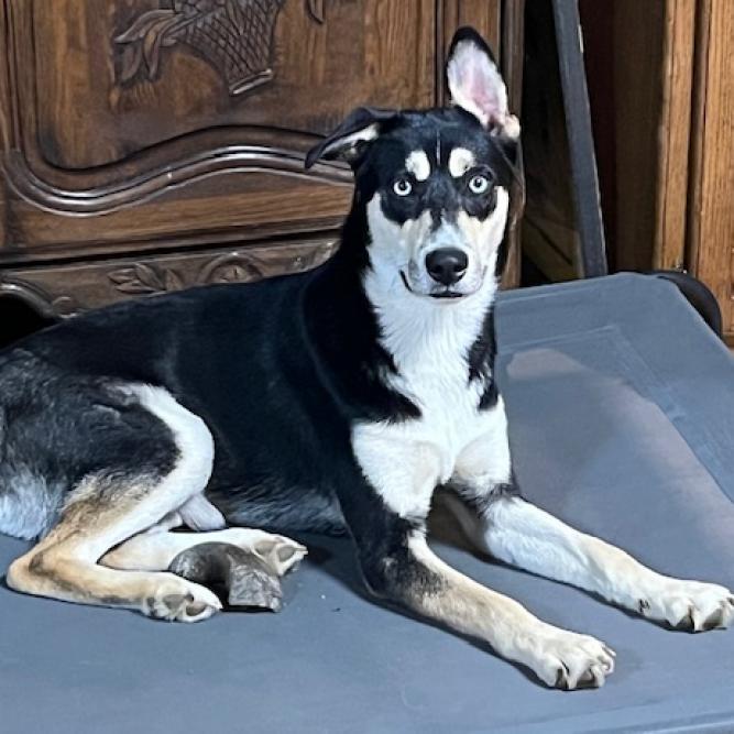 Enlarge Groucho, a Adoptable mixed breed in Rainbow City, AL image 2/4