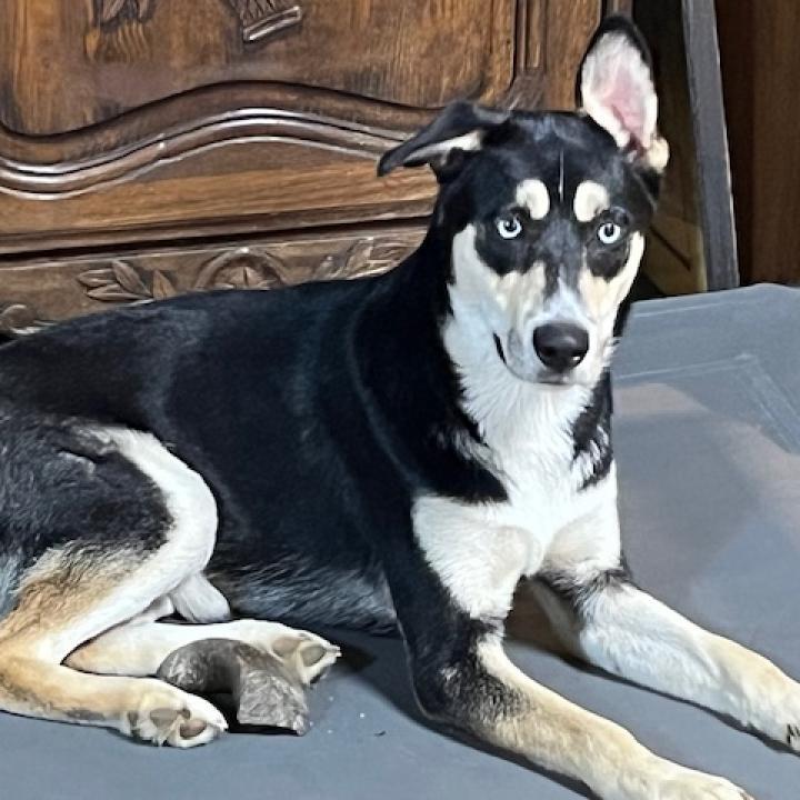 Enlarge Groucho, a Adoptable mixed breed in Rainbow City, AL image 3/4