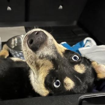 Enlarge Groucho, a Adoptable mixed breed in Rainbow City, AL image 4/4