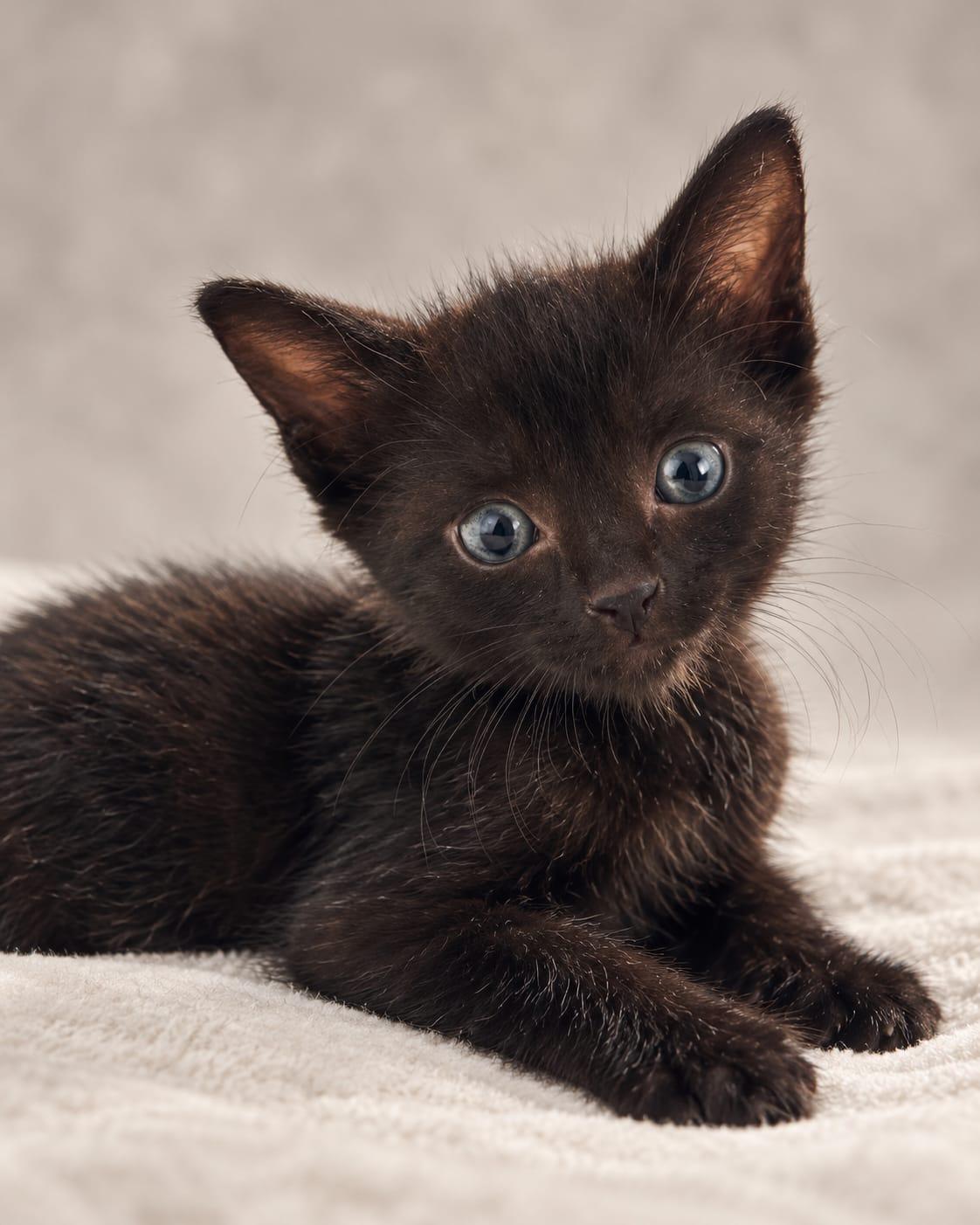 Enlarge Cali, a Adopted Domestic Short Hair in Miami, FL image 1/1