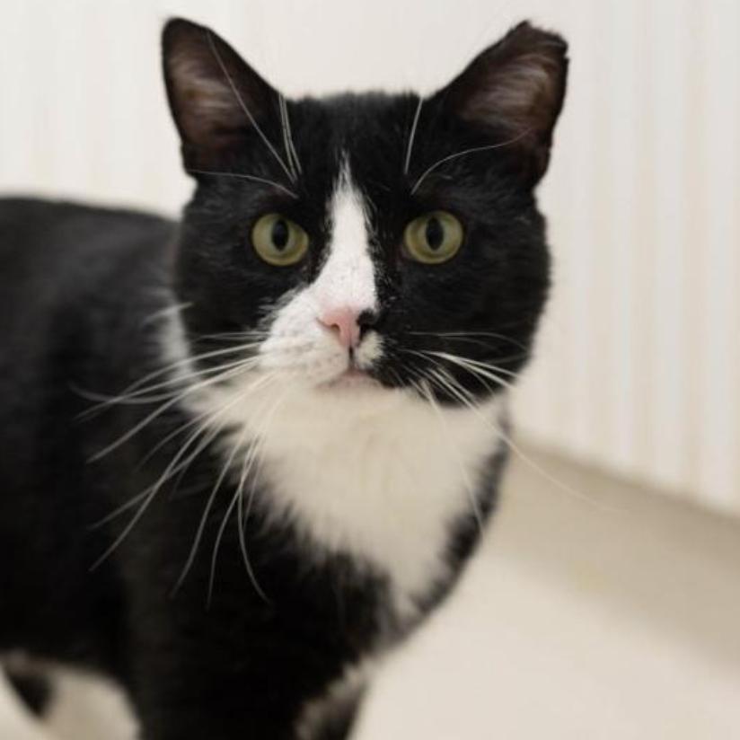 25-04 Preston, Adoptable, Adult Male Domestic Short Hair.