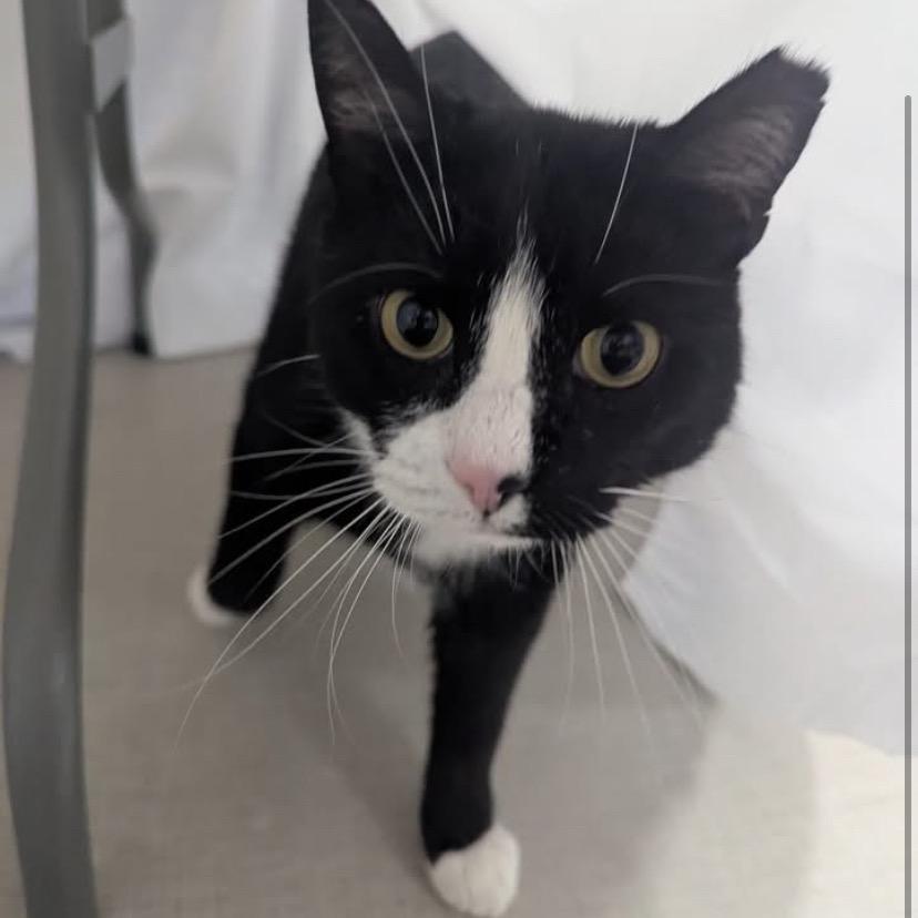 Enlarge 25-04 Preston, a Adoptable Domestic Short Hair in North Branford, CT image 2/6