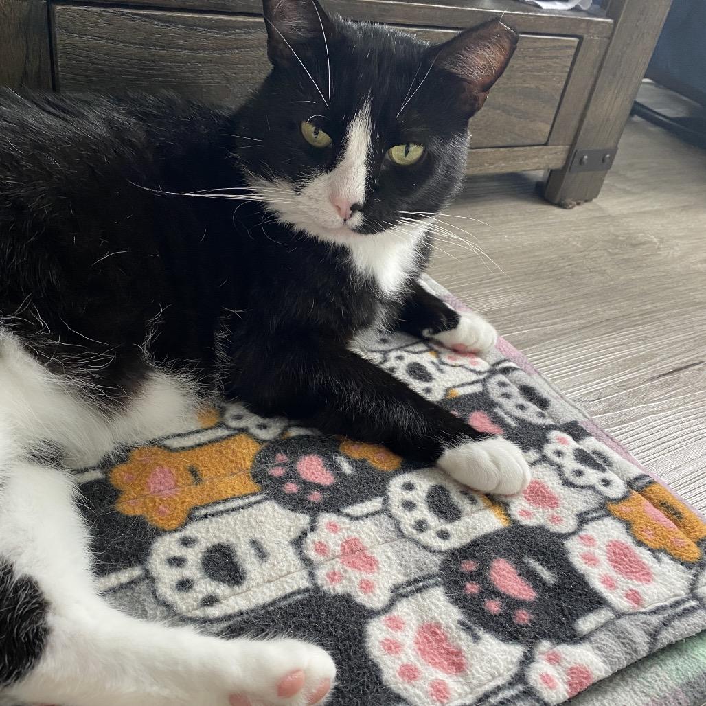 Enlarge 25-04 Preston, a Adoptable Domestic Short Hair in North Branford, CT image 3/6