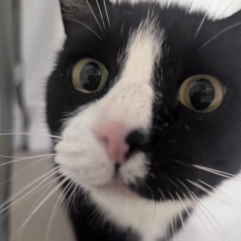 Enlarge 25-04 Preston, a Adoptable Domestic Short Hair in North Branford, CT image 4/6